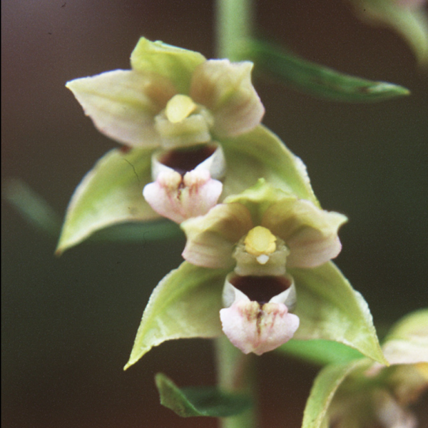 Epipactis palustris